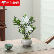 八芽小葉梔子花盆栽開花植物室內(nèi)桌面茶幾好養(yǎng)花卉綠植辦公室凈化空氣 梔子花+白裂紋金邊陶瓷盆+苔蘚鋪好發(fā)貨 帶盆栽好