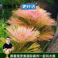 云峰海瑞水草活體懶人草魚缸造景活體水草套餐魚缸水草有莖類中后景真水草 【好養(yǎng)易活】紅菊花（8只一組）