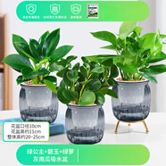 綠有意綠植盆栽桌面水培綠植辦公室植物懶人好養(yǎng)盆景水養(yǎng)植物 【凈化除醛】綠公主+碧玉+綠蘿 含盆