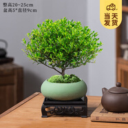 開時果 小葉赤楠盆景擺件 辦公室桌面綠植花卉好養(yǎng)盆栽植物源頭直發(fā)包郵 綠色橢圓盆+苔蘚+底座
