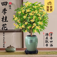 開時果 四季桂花盆栽樹苗濃香型 新中式盆景辦公室內綠植物源頭直發(fā)包郵 精品四季桂+福字青瓷盆 【整高約40-50cm左右】