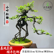 卓美御庭小葉榆樹(shù)盆栽綠植擺件雀梅梔子花室內外客廳高端造型盆景中秋禮物 精品小葉紅榆