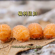 鼠婦活蟲(chóng)寵物潮蟲(chóng)子西瓜蟲(chóng)桌面景觀 鴨仔奶牛爬寵學(xué)生物實(shí)驗(yàn)觀察 1L 1罐 橘刺鼠婦5只(大苗-壓成)