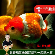 云峰海瑞觀賞金魚 冷水魚 觀賞魚金魚 活體魚 淡水魚小金魚活魚錦鯉魚 蘭壽4-6厘米6條（顏色隨機）