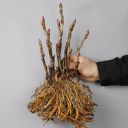 牡丹花苗盆栽大苗洛陽(yáng)正宗帶花苞牡丹花種耐寒重瓣花卉牡丹花樹(shù)苗 帶芽包活中國(guó)紅3-6枝條+專用肥