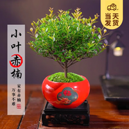 開時(shí)果 小葉赤楠盆景擺件 辦公室桌面綠植花卉好養(yǎng)盆栽植物源頭直發(fā)包郵 【年宵款】福字紅瓷盆+苔蘚+底座