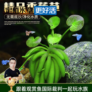云峰海瑞水草活體懶人草魚缸造景活體水草套餐魚缸水草有莖類中后景真水草 【好養(yǎng)易活】香蕉草1顆