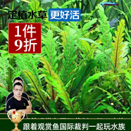 云峰海瑞水草活體懶人草魚缸造景活體水草套餐魚缸水草有莖類中后景真水草 【好養(yǎng)易活】雨裂1杯