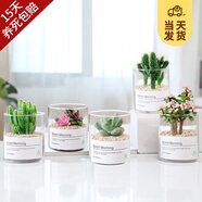 開時果 多肉植物仙人球仙人掌小盆栽桌面植物 肉肉組合辦公室內(nèi)綠植花卉 萬重山+卡日松+金枝+招財(cái)+白美人