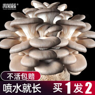 大禹蘑菇種植包玉米平菇芯菌包家庭種植香菇菌菇種子可食用菌包菌棒 灰平菇小蘑菇種植菌包2個(gè)