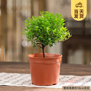 開時果 小葉赤楠盆景擺件 辦公室桌面綠植花卉好養(yǎng)盆栽植物源頭直發(fā)包郵 小葉赤楠+原生盆
