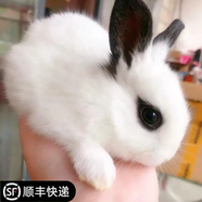 寵物侏儒兔子活物長(cháng)不大迷你兔兒童好養宿舍寵物兔荷蘭垂耳兔活體 8號熊貓侏儒兔(公母備注)