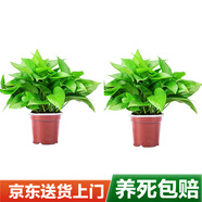 雙盟 綠蘿盆栽除甲醛花卉綠植辦公室新房?jī)艋諝?10款2盆裝源頭直發(fā)