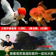 云峰海瑞觀賞金魚 冷水魚 觀賞魚金魚 活體魚 淡水魚小金魚活魚錦鯉魚 三陽開泰（1頂紅1黑龍眼1紅獅）