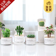 開時(shí)果 多肉植物仙人球仙人掌小盆栽桌面植物 肉肉組合辦公室內(nèi)綠植花卉 萬(wàn)重山+玉露+金枝+招財(cái)手+金冠