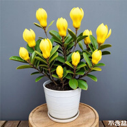 新品濃香矮種玉蘭盆栽地栽花卉玉蘭花室外耐寒室內(nèi)四季開花老樁苗 黃色【多茬開花】好養(yǎng)活 小苗1棵后年開花