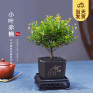 開時果 小葉赤楠盆景擺件 辦公室桌面綠植花卉好養(yǎng)盆栽植物源頭直發(fā)包郵 舍得塑料盆+黑石+底座