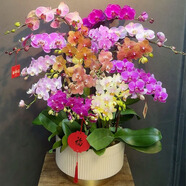 Only you【兩小時(shí)達】蝴蝶蘭帶花苞花劍花盆真花蘭花盆栽開(kāi)業(yè)喬遷佛堂供花 22株彩色（瓷盆隨機）