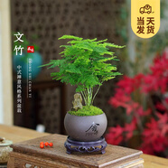 開時果 文竹盆栽桌面擺件盆景 辦公室植物竹子水培綠植盆景源頭直發(fā)包郵 【高端款】舍得紫砂盆+假山+底托