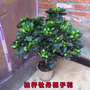 倘沭灣梔子花盆栽花卉植物室內帶花苞陽臺水培綠植濃香型大樹苗四季好養(yǎng) 【帶花苞】獨桿大葉梔子花60-70高加侖盆+肥 帶盆栽好