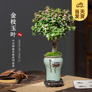 開(kāi)時(shí)果 金枝玉葉盆栽多肉植物盆景 辦公室內(nèi)桌面花卉小綠植源頭直發(fā)包郵 【棒棒糖】浮雕荷花盆+苔蘚+底托