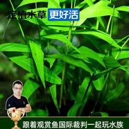 云峰海瑞水草活體懶人草魚缸造景活體水草套餐魚缸水草有莖類中后景真水草 【好養(yǎng)易活】南美青竹（5只一組）