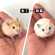 麥?？ㄩL(cháng)毛金絲熊活體波利寵物倉鼠活物小倉鼠活體金絲鼠一公一母侏儒鼠 布丁+銀狐【發(fā)京東快遞】