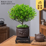 開(kāi)時(shí)果 小葉赤楠盆景擺件 辦公室桌面綠植花卉好養(yǎng)盆栽植物源頭直發(fā)包郵 鹿踏祥云盆+苔蘚+底座