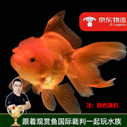 云峰海瑞觀(guān)賞金魚(yú) 冷水魚(yú) 觀(guān)賞魚(yú)金魚(yú) 活體魚(yú) 淡水魚(yú)小金魚(yú)活魚(yú)錦鯉魚(yú) 精品獅子頭6-7厘米6條（隨機）