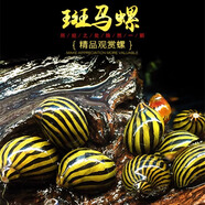 卡奇魚 淡水除藻觀賞螺 吃褐藻絲藻 青苔 黑毛清缸吃垃圾清潔魚缸工具螺 小號(hào)斑馬螺（0.7-1.5cm）5只