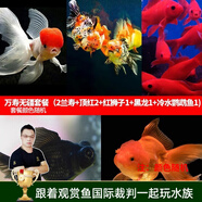 云峰海瑞觀賞金魚 冷水魚 觀賞魚金魚 活體魚 淡水魚小金魚活魚錦鯉魚 萬(wàn)壽無(wú)疆套餐（共7條）