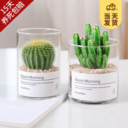 開(kāi)時(shí)果 多肉植物仙人球仙人掌小盆栽桌面植物 肉肉組合辦公室內綠植花卉 萬(wàn)重山+金冠+黃金沙營(yíng)養土
