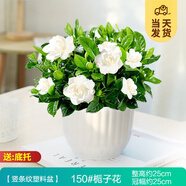 開時(shí)果 梔子花盆栽濃香型四季開花卉 陽臺(tái)花卉好養(yǎng)綠植物源頭直發(fā)包郵 豎條紋塑料盆【150#梔子花】