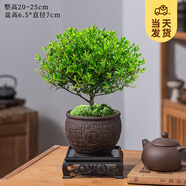 開時果 小葉赤楠盆景擺件 辦公室桌面綠植花卉好養(yǎng)盆栽植物源頭直發(fā)包郵 福字陶瓷盆+苔蘚+底座