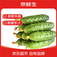 京鮮生 山東童年旱黃瓜 3斤 單果100g+ 水果小青瓜 時(shí)令輕食 源頭直發(fā)