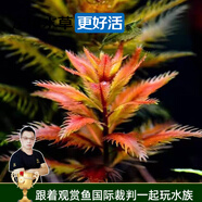 云峰海瑞水草活體懶人草魚缸造景活體水草套餐魚缸水草有莖類中后景真水草 【好養(yǎng)易活】紅雨傘（5只一組）