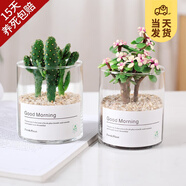 開時果 多肉植物仙人球仙人掌小盆栽桌面植物 肉肉組合辦公室內(nèi)綠植花卉 金枝玉葉+搖錢樹+黃金沙營養(yǎng)土