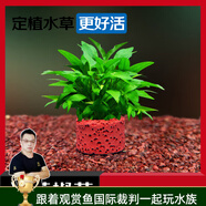 云峰海瑞水草活體懶人草魚缸造景活體水草套餐魚缸水草有莖類中后景真水草 【好養(yǎng)易活】溫蒂椒草凈水石1份