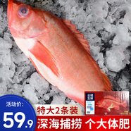 漁哥戲魚深海紅石斑魚 富貴魚冰島冷凍大眼魚石斑魚生鮮魚類 超大禮盒裝【2斤*2條】
