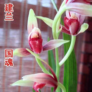 帶花苞正宗銘品大國魂蘭花濃香型客廳室內四季蘭綠植盆栽 6苗 帶出土1-2厘米花苞 國魂 裸根不帶土