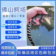 稀有寵物小鱷魚(yú)活體 迷你鱷魚(yú)幼崽 健康檢疫 爬寵幼苗人工養(yǎng)殖 30cm左右可愛(ài)寶寶鱷苗