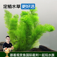 云峰海瑞水草活體懶人草魚缸造景活體水草套餐魚缸水草有莖類中后景真水草 【實惠】-綠菊（5只一組）