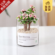 開時果 多肉植物仙人球仙人掌小盆栽桌面植物 肉肉組合辦公室內(nèi)綠植花卉 金枝玉葉+黃金沙營養(yǎng)土