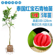 柚子樹苗 正宗容縣沙田柚苗三紅紅肉紅心柚子苗 泰國紅寶石青柚苗 泰國紅寶石青柚五年?duì)I養(yǎng)杯苗青 50cm(含)-60cm(不含)