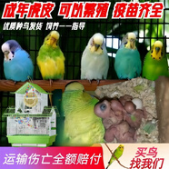 萬(wàn)寵匯 鳥(niǎo)活體虎皮鸚鵡籠養(yǎng)牡丹玄風(fēng)活鳥(niǎo)學(xué)說(shuō)話手養(yǎng)小太陽(yáng)鸚鵡和尚鸚鵡 自選成年虎皮2只+雙層養(yǎng)籠+1斤糧
