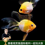 云峰海瑞 小型熱帶魚(yú)觀(guān)賞魚(yú)活體紅綠燈魚(yú)淡水水族魚(yú)寵物虎(四間魚(yú))皮魚(yú) 金波子魚(yú)2條（2-3CM）