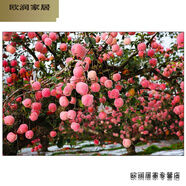 默然諾爾蘋果海報自貼畫豐收圖果碩累累掛畫蘋果吉祥圖直播背景圖裝飾年畫 ZX-098相紙(背面不帶膠) 100高X150寬cm x 其他類型 x 獨