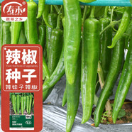 壽禾 辣椒種子大全特辣種籽朝天指秋冬季小米椒薄皮椒辣子光蔬菜種孑 搶鮮辣妹子辣椒種子150粒