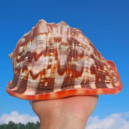 萬(wàn)寶螺  四大名螺海洋科普標本魚(yú)缸水族造景天然海螺貝殼收藏擺件 A級18-19厘米