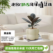 綠有意綠植盆栽辦公室桌面好養花卉綠植凈化空氣簡(jiǎn)約創(chuàng  )意網(wǎng)紅綠植花卉 黑金剛+奶油泡泡云朵盆+托盤(pán)+肥 北歐綠植奶油泡泡云朵盆
